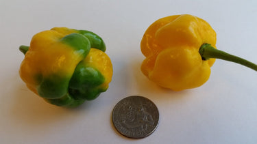 Moruga Scorpion Yellow - Seeds - The Pepper Pantry (Formerly Marie Sharp's)